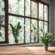 室内窗边木桌绿色盆栽植物精美图片