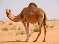 戈壁荒漠阿拉伯单峰驼图片下载