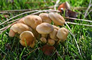 草地野生小蘑菇群写真精美图片