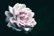 长斑点的玫瑰花黑暗写真图片下载