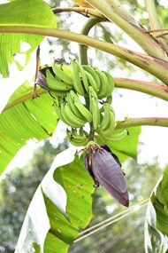 挂在香蕉树上的绿色香蕉串图片大全