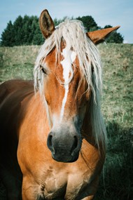 阳光照耀下的棕色马匹写真精美图片
