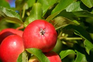 挂在树上红彤彤的大苹果精美图片