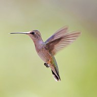 扇动翅膀的野生蜂鸟精美图片