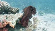 蓝色海底世界珊瑚礁乌贼章鱼图片下载
