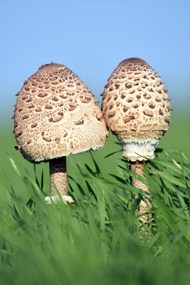 绿油油的草地棕色大蘑菇写真图片大全