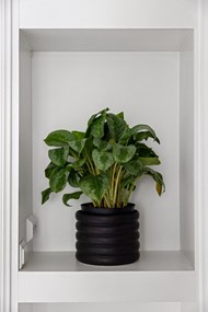白色置物柜上的绿色盆栽植物高清图片