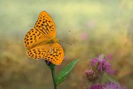 野生橙色斑蝶蝴蝶写真图片