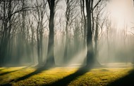 阳光穿透雾气弥漫的树林图片下载