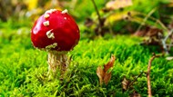 绿色草地上生成的红色毒蘑菇精美图片