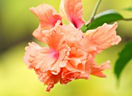 妖娆盛开的橙色灌木木槿花图片下载