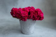 花筒里的红色康乃馨写真图片下载