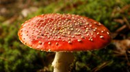 秋天飞木耳红色蘑菇图片