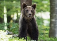 原始森林黑色野生熊写真图片
