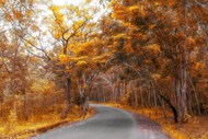 金色秋天树林公路风景写真图片下载