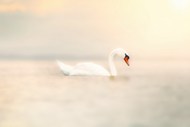 一只白天鹅在湖中嬉戏精美图片