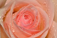 带露珠的粉色玫瑰花微距写真图片大全