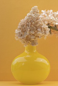 黄色瓷器花瓶绣球花插花写真图片下载