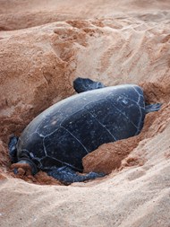 在沙滩里刨坑的乌龟图片下载