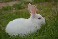 正在草地上吃草的白兔子图片大全