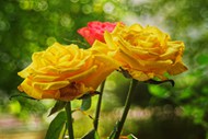 黄色娇艳玫瑰花朵写真图片