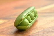 绿色开口豌豆荚写真高清图片