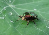 趴在绿叶上的甲虫蚜虫写真图片