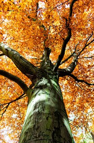 秋天树叶枯黄的参天大树高清图片
