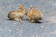 空地上两只窃窃私语的小兔子精美图片
