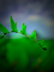 绿色蕨类植物叶子微距特写写真图片下载