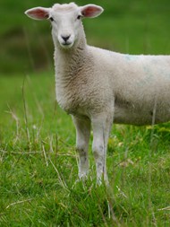 站在绿色草地上的家畜绵羊精美图片
