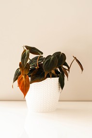 白色纹理圆形花盆盆栽植物高清图片