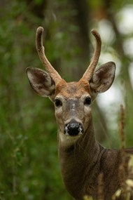 野生保护动物麋鹿写真精美图片