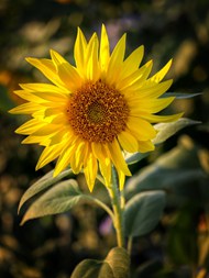 金色向日葵鲜花写真高清图片
