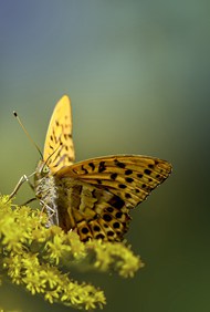 野生贝母蝴蝶写真精美图片