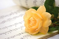 躺在乐谱上的黄色玫瑰花枝高清图片