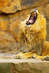 趴在地上怒吼咆哮的大狮子精美图片