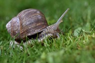 在草地上缓慢爬行的蜗牛精美图片