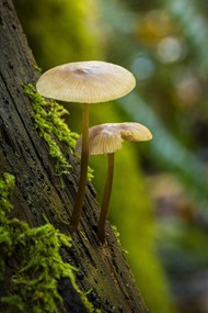 长在树皮上的苔藓和蘑菇精美图片