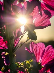 阳光透过野锦葵写真高清图片
