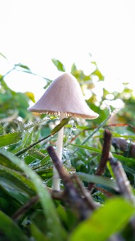 清晨草丛露珠野生真菌蘑菇精美图片