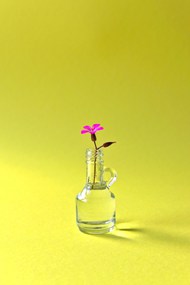 极简主义玻璃瓶插花图片下载