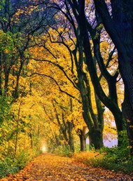 秋天银杏树林风景写真图片
