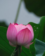 雨后粉色荷花花苞含苞待放精美图片