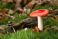 红色蘑菇微距特写写真精美图片