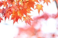 秋天红色枫叶意境写真高清图片