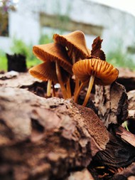 破土而出的野生蘑菇群精美图片