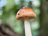 野生鹅膏菌蘑菇写真图片下载