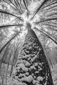 冬季树林参天大树写真高清图片