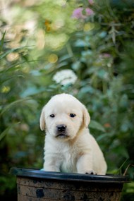 可爱白色小拉布拉多犬精美图片